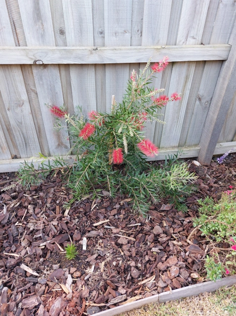 A callistemon shrub with bright red flowers.